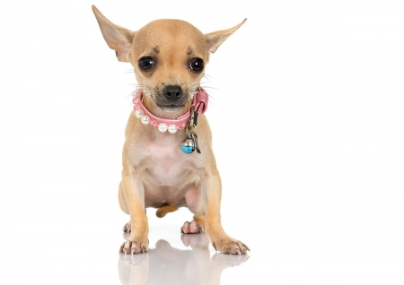 Chihuahua - pet, chihuahua, cute, dog, puppy