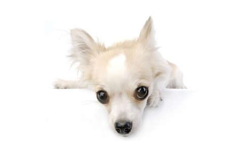 Cute little fellow - pet, animal, chihuahua, cute, dog