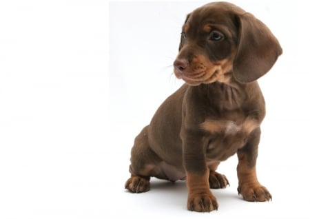 Where did they all go!! - pet, animal, puppy, dachshund, doxie