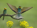 * Bee- eater *