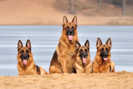 * German shepherd * - dog, animal, dogs, animals