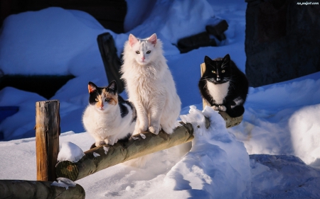 Fluffy Feline Friends - Fluffy, Snow, Fence, Cats