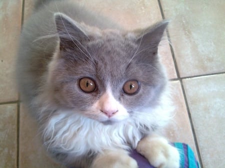 British longhair. - cute, watching, british, gray