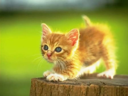 A little reminder of cuteness. - orange, cute, kitten, little