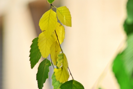 Leaves - leaves, green, yellow, spring