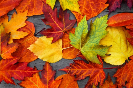 â™¥Autumn Leavesâ™¥ - wood, fall, autumn, leaves, colorful