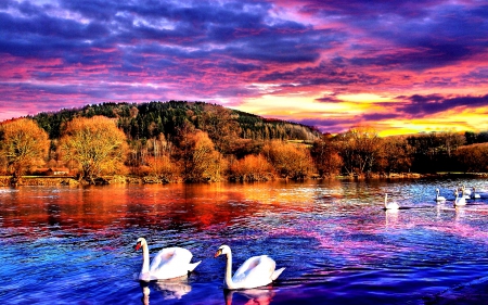 SWANS AT LAKE SUNSET - lake, swans, landscape, water, mountains, sunset, colorful sky, plants, nature, forest, evening, splendor