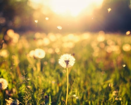 Singing universal - vegetation, singing universal, dandelions, nature, splendor, grass, meadow