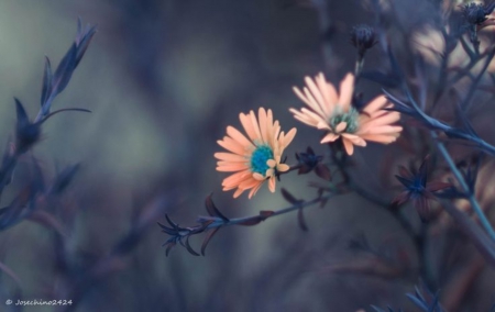 ✿ - flowers, couple daisies, outdoor nature, beautiful