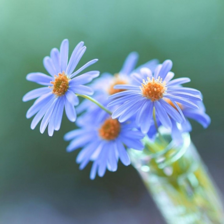 Felicia amelloides - flowers, small bouquet, beautiful, Felicia amelloides, blue colors