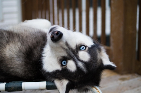 Husky - pretty, puppys, beautiful, dog, lovely, sweet, animal, dogs, cute, puppy, animals