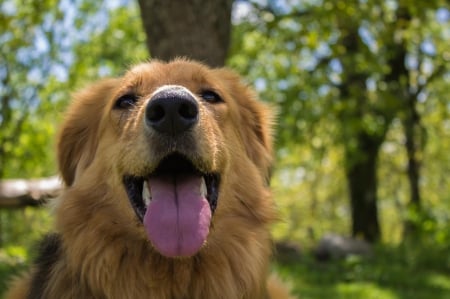 Labrador - pretty, puppys, beautiful, dog, lovely, sweet, animal, dogs, cute, puppy, animals