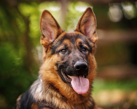 German shepherd - puppy, animals, lovely, pretty, puppys, beautiful, dog, animal, dogs, sweet, cute