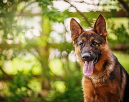 German shepherd - animal, pretty, cute, animals, beautiful, sweet, puppy, puppys, dogs, lovely, dog