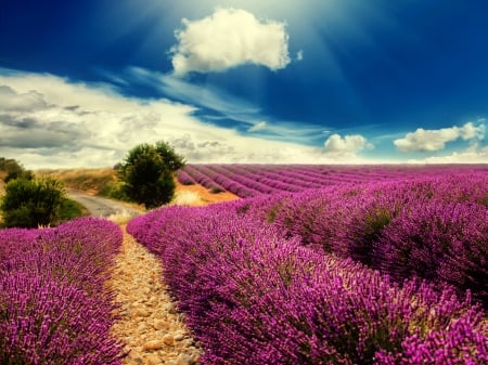 Lavender field - rays, sky, sunlight, sun, field, meadow, shine, lovely, nature, glow, clouds, beautiful, lavender