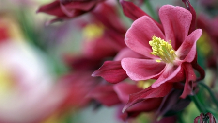 Flower - yellow, flower, pink, beautiful