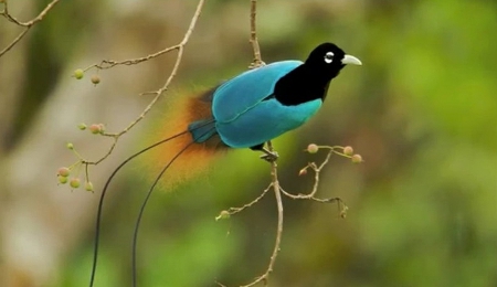 Amazing Bird - amazing, bird, black, blue