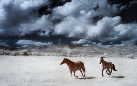 Free horses - white, free, horse, landscape, cloud, blue, animal, sand