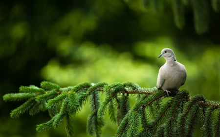 Dove - bird, branch, pigeon, green, dove, pine, tree, needles