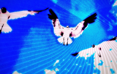 Seagulls - abstract, bird, water, summer, by cehenot, blue, sea, ocean, black, white, seagull, wings