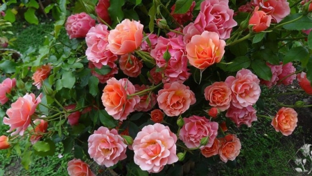 Roses - flowers, roses, pink, amazing