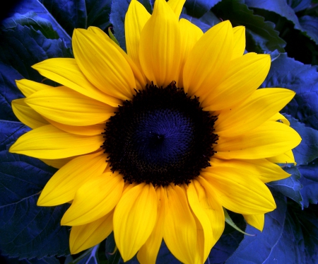 Sunflower - flower, yellow, sunflower, blue