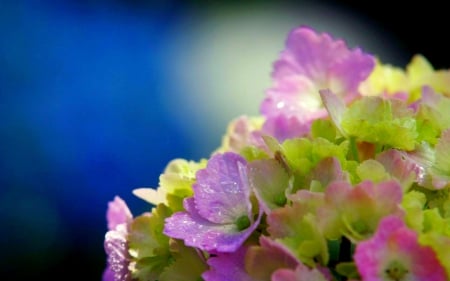 HYDRANGEA - nature, pink, hydrangea, flowers, blosoms