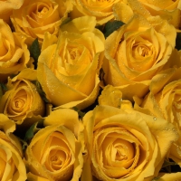 * Yellow roses *