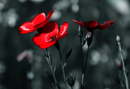 Red - flowers, red, flower, nature