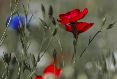 Friends - friends, blue, flower, red