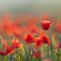 Poppies