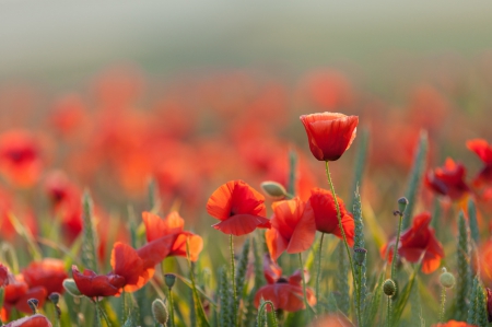 Poppies - flowers, poppies field, poppy, poppies, nature, splendor