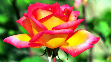 BEAUTIFUL ROSE - flowers, roses, colorful, nature, flower of love, beautiful, rose beauty, leaves