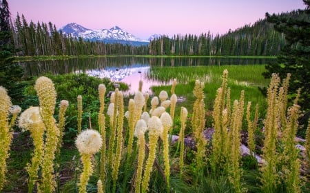 Wildflowers On Lake Scott At Sunset - aquatic plants, reeds, beautiful, snowy peaks, Washington State, forest, flowers, green, lake, mountains