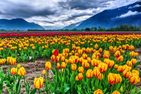 Tulip Festival - red, mountains, beautiful, flowers, spring, yellow, blue, farm, sky, british columbia, clouds, field, trees, green