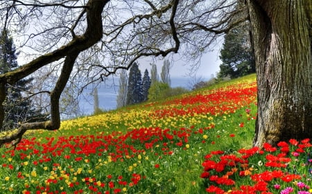 Meadow Wildflower - trees, yellow, beautiful, hillside, spring, flowers, wildflowers, red, green, lake