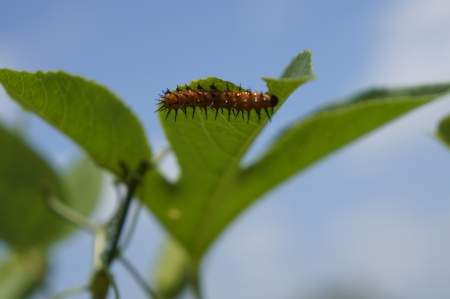 Caterpillar - nature, macro, caterpillar, photography, butterflies