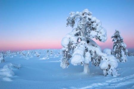 Solitude - snow, winter, tree, solitude