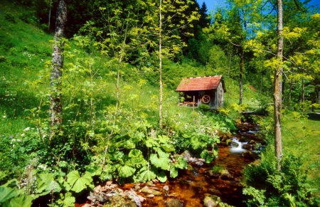 Small forest mill - freshness, trees, greenery, stream, creek, calmness, river, grass, summer, mill, lovely, serenity, nature, forest, beautiful, leaves, small