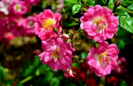 Garden flowers - pretty, roses, summer, beautiful, fragrance, freshness, petals, pink, leaves, flowers, scent, garden, park, wild