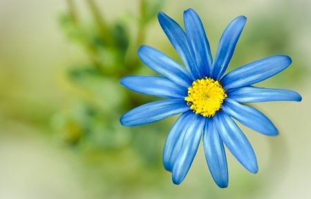 Blue Flower - flower, petals, petal, blue