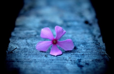 Solitare - solitare, flower, purple, blue