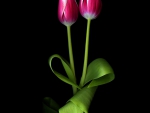 Still life-tulip-