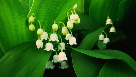 Flowers - flowers, white, pretty, green