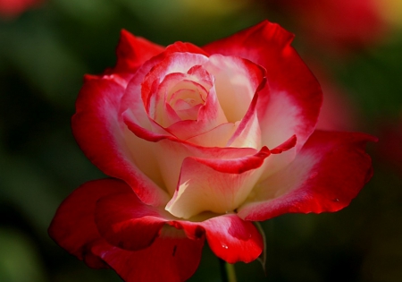 Rose - white, red, amazing, rose