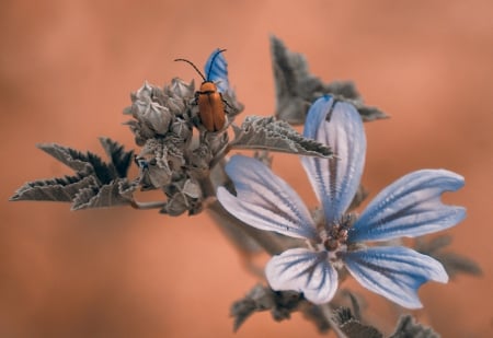 Life - insect, nature, life, flower