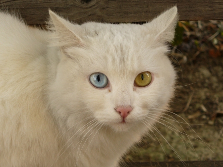 white cat face - yellow, blue, sides, difference