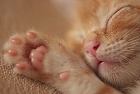 Kitten,sleeping - stretched, out, before, paw