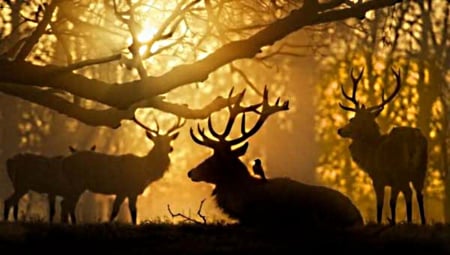 Golden sunset - stags, antlers, bucks, deer