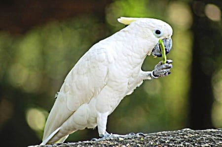 Kakatoo - claws, eats, yellow, parrot